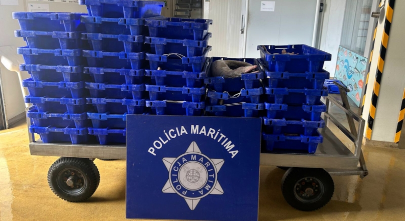 Imagem de Polícia Marítima apreende 400kg de pescado em Santa Maria