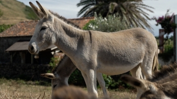 Imagem de Burro da Graciosa: Raça ameaçada de extinção recupera com empenho de novos criadores