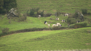 Imagem de Proposta PAC: Federação Agrícola e eurodeputados açorianos criticam cortes