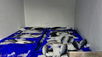 Imagem de GNR apreende 240Kg de atum bonito na ilha do Pico por venda ilegal