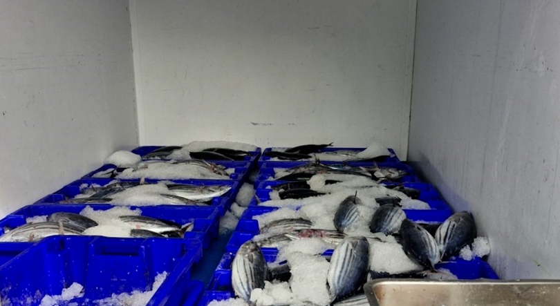 Imagem de GNR apreende 240Kg de atum bonito na ilha do Pico por venda ilegal