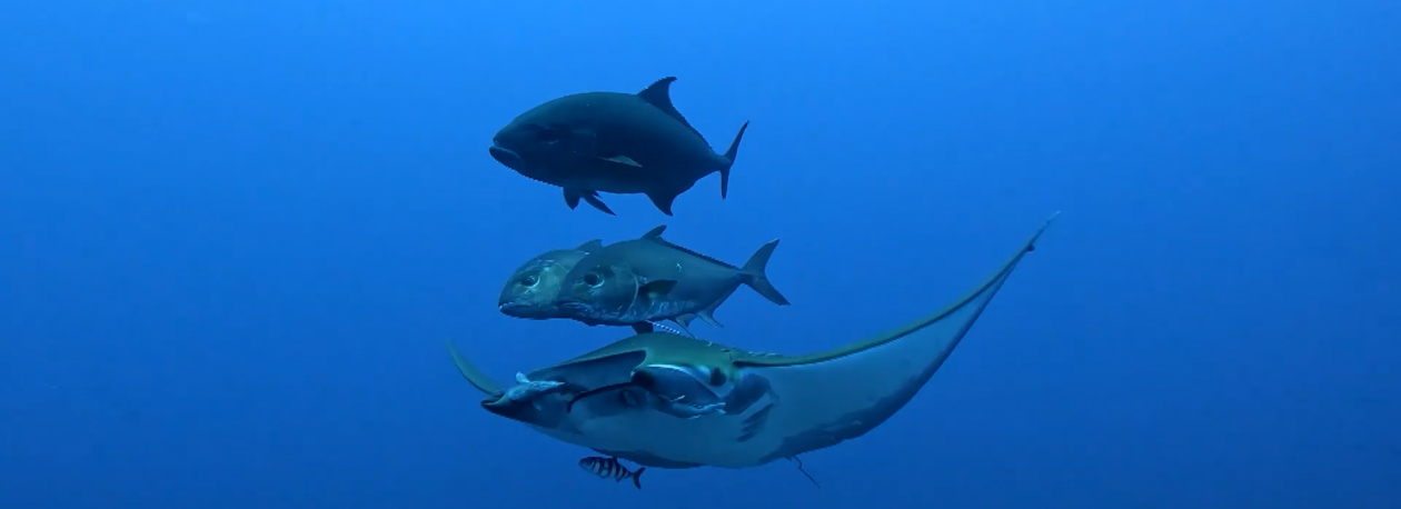 Imagem de Áreas Marinhas Protegidas: República garante pagamento de prejuízos aos pescadores