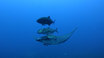 Imagem de Áreas Marinhas Protegidas: República garante pagamento de prejuízos aos pescadores