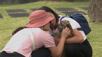 Imagem de “Cãominhada” e Sara Correia marcam fim da Semana Cultural das Velas