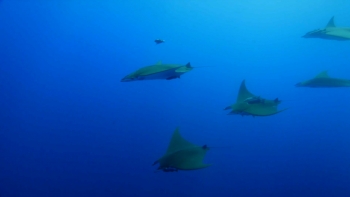 Imagem de Okeanos celebra 15 anos de expedições marinhas em Santa Maria