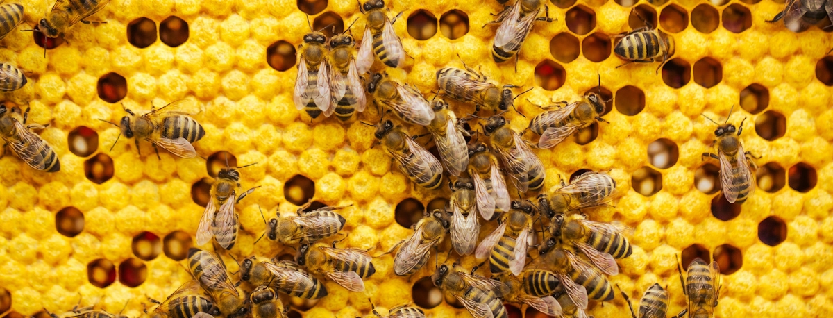 Imagem de Setor apícola no Pico demora a reerguer-se depois do surto de loque americana que afetou 16 apiários na ilha