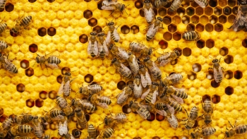 Imagem de Detetado foco de Loque Americana na ilha das Flores