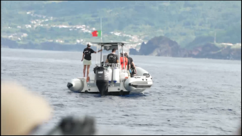 Imagem de A observação de cetáceos que reinventou o Pico após fim da baleação