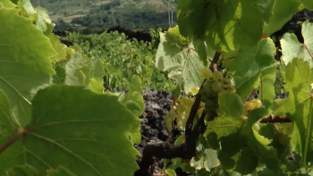 Imagem de Pragas nas vinhas preocupam vitivinicultores do Pico e pedem intervenção urgente