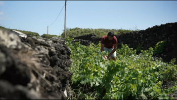 Imagem de Vinho do Pico: Jovem produtor dedica-se ao enoturismo e prepara vinho licoroso