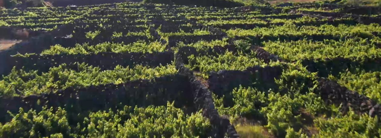 Imagem de Vindimas: Graciosa espera triplicar produção de vinho branco 