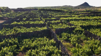 Imagem de Viticultores da Graciosa temem que pragas possam estragar uma grande colheita de uvas