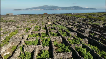Imagem de Municípios e IVVA contra construção de instalações de apoio ao turismo nos currais de vinhas tradicionais