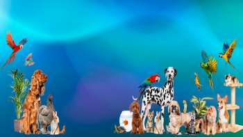 Imagem de Provedora do Animal diz que é preciso sensibilizar para a identificação dos animais de companhia