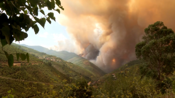 Imagem de Incêndios: Agricultores de São Miguel doam 12 toneladas de alimento para animais
