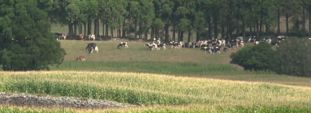 Imagem de Apoios à Agricultura: Governo garante operacionalidade do PEPAC até final do ano