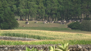 Imagem de Apoios à Agricultura: Governo garante operacionalidade do PEPAC até final do ano