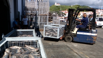 Imagem de Capacidade de armazenamento de pescado fica lotada na próxima semana