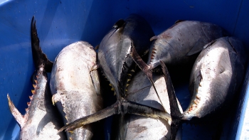 Imagem de PS defende fretamento de navio de congelação para salvar safra do atum