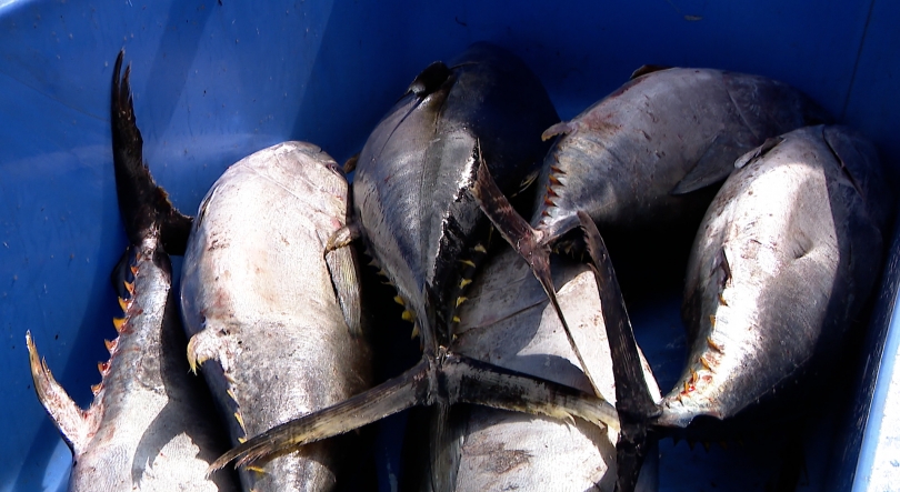 Imagem de PS defende fretamento de navio de congelação para salvar safra do atum