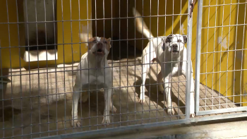 Imagem de Estão sobrelotados os centros de recolha oficial dos Açores