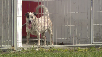 Imagem de Ponta Delgada alerta para tentativa de burla utilizando centro de recolha de animais