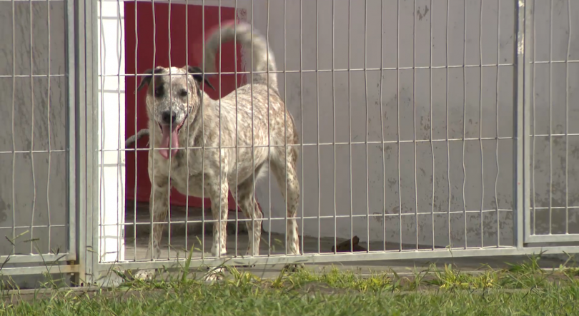 Imagem de Ponta Delgada alerta para tentativa de burla utilizando centro de recolha de animais