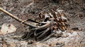 Imagem de Incêndios na Graciosa causados por queimadas ilegais mobilizam bombeiros