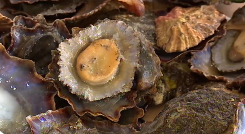 Imagem de GNR apreende cerca de 15 Kg de lapas em São Miguel