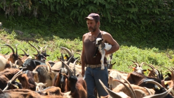 Imagem de Pastor de cabras mantém tradição de família