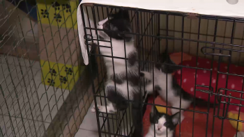 Imagem de Governo Regional lança apoio para centros de recolha animal