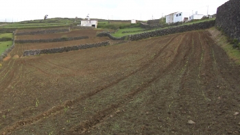 Imagem de Açores vão receber 42 toneladas de rodenticida para combate à praga de ratos