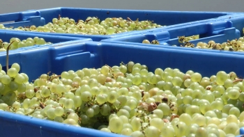 Imagem de Produção de uva nos Açores em 2025 bate recorde em duas décadas