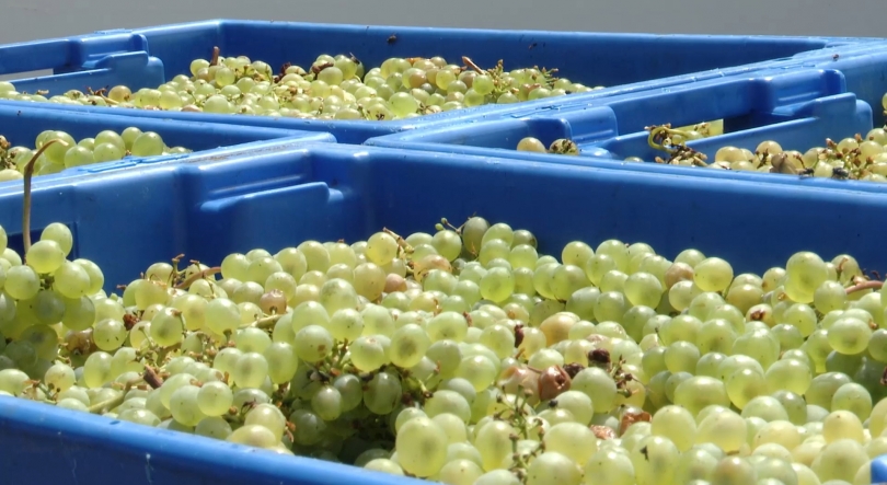 Imagem de Produção de uva nos Açores em 2025 bate recorde em duas décadas