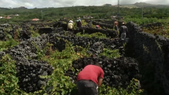 Imagem de 120 toneladas de uva apanhadas em 7 dias no Pico