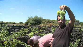 Imagem de Vindimas na Graciosa superam expetativas e podem bater recorde histórico