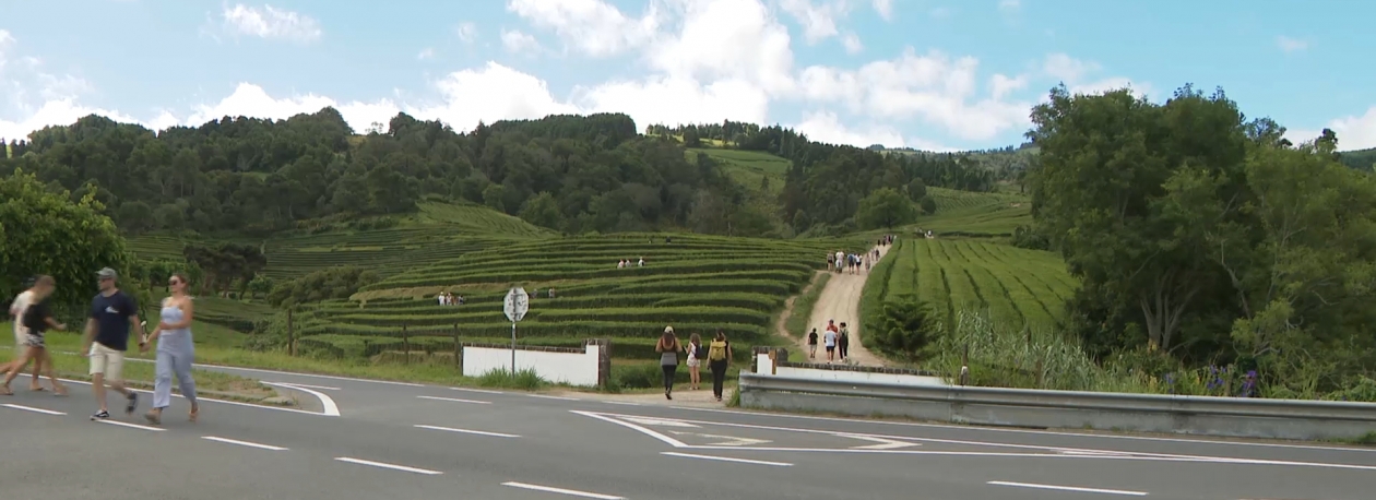 Imagem de Visitantes da plantação de chá da Gorreana pedem mais segurança no acesso