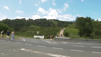 Imagem de Visitantes da plantação de chá da Gorreana pedem mais segurança no acesso