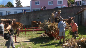 Imagem de 10ª edição da Festa do Milho na Bretanha conta com 9 carros de bois