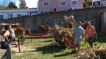 Imagem de 10ª edição da Festa do Milho na Bretanha conta com 9 carros de bois
