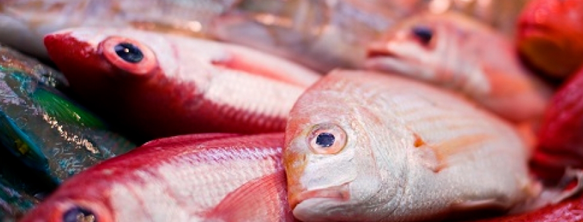 Imagem de Pescadores da Terceira vão poder pescar mais 19 toneladas de goraz até ao final do ano