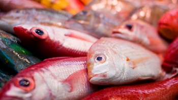 Imagem de Pescadores da Terceira vão poder pescar mais 19 toneladas de goraz até ao final do ano