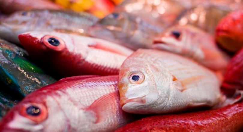 Imagem de Pescadores da Terceira vão poder pescar mais 19 toneladas de goraz até ao final do ano