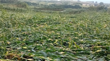 Imagem de Federação Agrícola afirma que tempestade Gabrielle provocou prejuízos avultados na produção de milho forrageiro