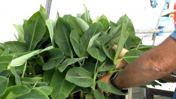 Imagem de Laboratórios entregam primeiros 200 pés de plantio de bananeira isento de vírus