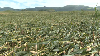 Imagem de Gabrielle: Prejuízos no milho forrageiro relançam apelo por seguros agrícolas