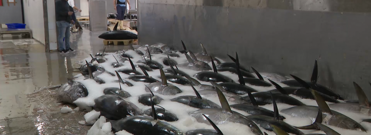 Imagem de Associação de Comerciantes de Pescado vai suspender protesto