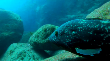 Imagem de Áreas Marinhas Protegidas: Compensação aos armadores começará a ser paga no início de 2026