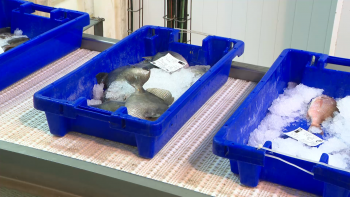 Imagem de Comerciantes recusam comprar peixe nas lotas em contestação pela nova taxa da SATA