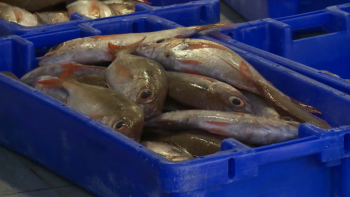 Imagem de Federação das Pescas preocupada com impacto do boicote à compra de peixe nas lotas da Região